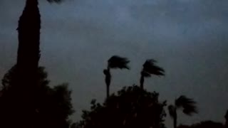 Windy palms