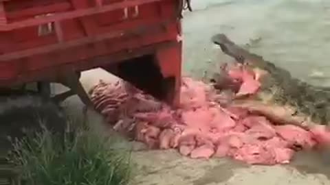 a chicken truck to feed many alligators