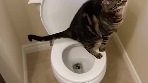 Cat using toilet and Flushes 1/2