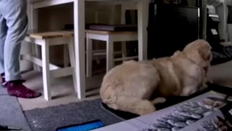 Cutest Golden Retriever Doing Funny Things and Most Crazy Moments Ever| Animal lover