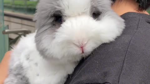 It's a charming little rabbit, cute and playful. Keep one and make your life full of sweetness.