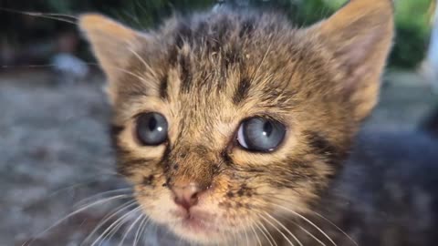 Tiny kittens were abandoned by their mother and left alone.