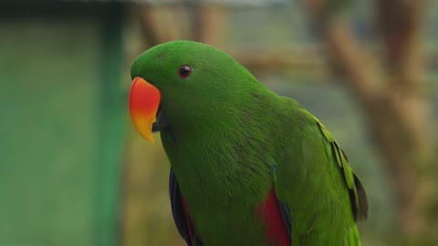 Beautiful Green Parrot with Orange Beak Close up