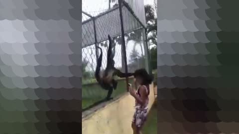 The mischievous monkey attacks the woman