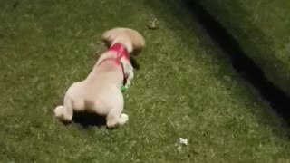 Puppy Discovers Frog During First Ever Walk Outside