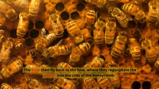 How do Bees make Nectar into Honey