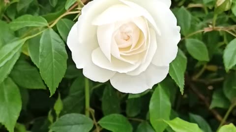 Climbing white rose