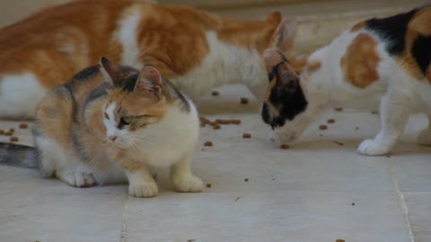 Cats Eat Food From A Concrete Floor