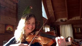 Parrot flies onto violinist's head and sings along