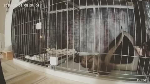 Dog Escapes Cage On Camera