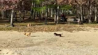 Baby Girl and Rowdy playing in the sand!