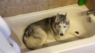 Husky testarudo hace un tremendo capricho