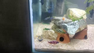 African Cichlid - Mbuna Breeding Behavior