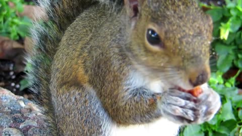 A squirrel eating nuts,,,