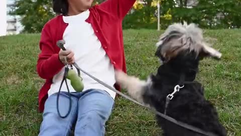 Good Dog Training ,#Short Videos #Shorts#training #funnyshort#whatsappstatus #shortsfeed #Viralshort