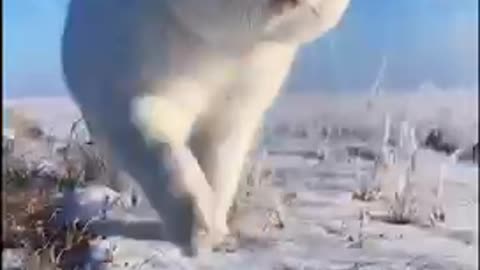 A cat is running in the snow.