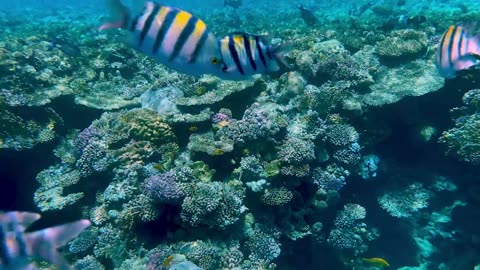 Brightly coloured tropical fish swims up close to camera on a reef
