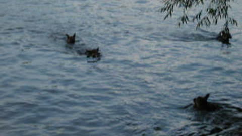 German Shepherd dogs are good swimmers