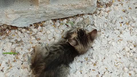 cute kittens playing