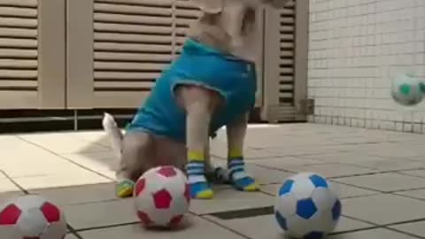 Dog playing moment