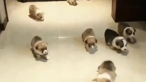 A group of newborn puppies walk around the ground as if they were all lost