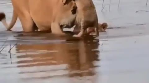 lion mother safe children mother crossing the river with her children