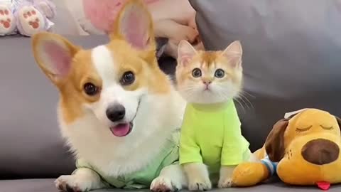 Extremely cute cat & dog