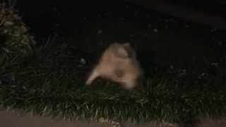 Lol brown dog spins in circle on grass