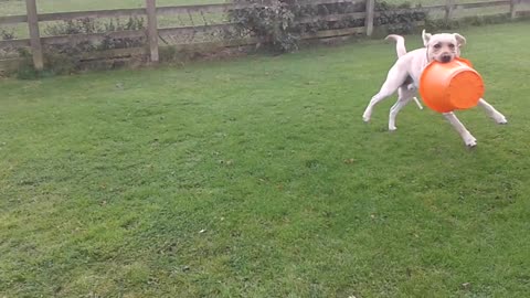 Funny Dancing Dog - Labrador Puppy