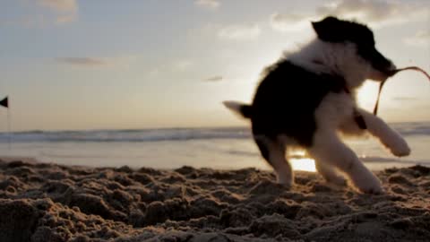 Dog and sunset