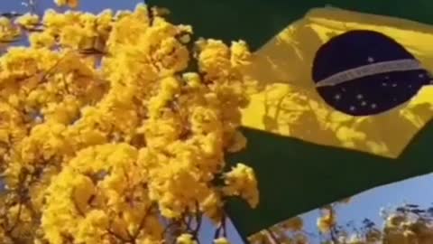 Bandeira do Brasil tremulando.