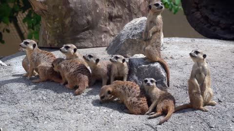 animals plaing at zoo