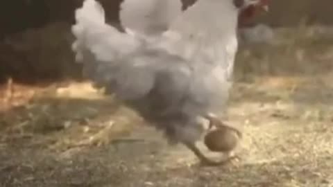 Smart chicken playing egg ball