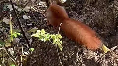 Squirrel in a forest