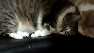 Kitty Snuggles