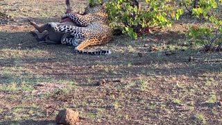 Leopard Tears At Warthog Heart