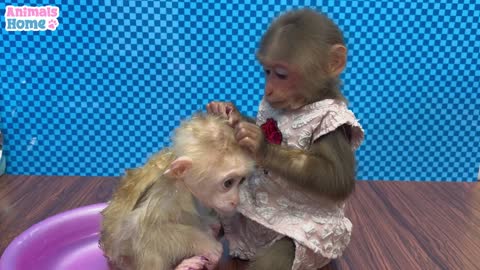BiBi helps dad take care of baby monkey OBI @ Help our lovely animals