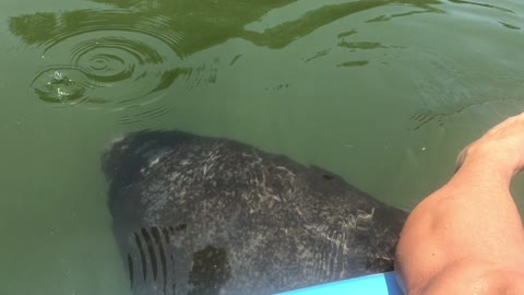 Manatee Happily Greets Guide on Morning Tour