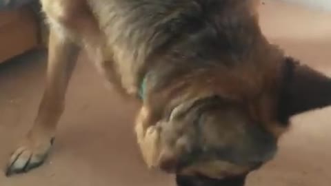 German Shepherd frightened by 2 week old kitten viral video