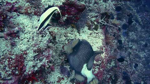 Triggerfish are digging coral for prey
