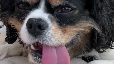 Dog With Lazy Tongue