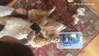 Dog laying on back brushed
