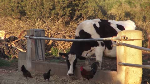 cattles in the farm