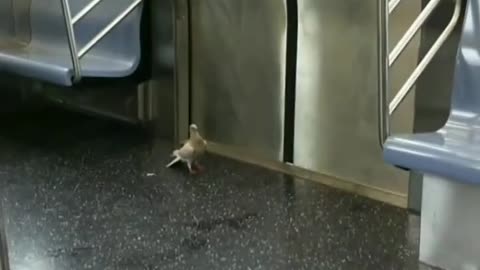 White pigeon inside nyc subway