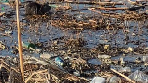 Nutria pups about 50cm