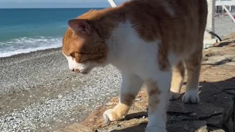 White and ginger cat walking on wall near sea