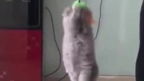 Cat Reaction to Playing Toy- Funny Cat Toy