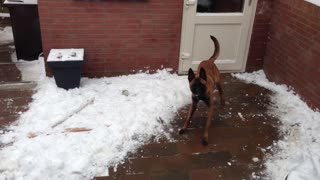 Excited dog experiences first snowfall