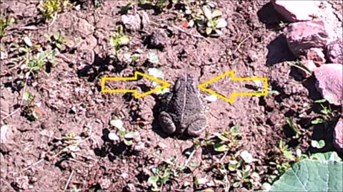12 Toads - Plentiful Population This Season or Unrecognized Amphibian Invasion