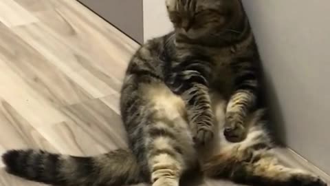 Tired Kitty Chills Out In Humorous Fashion